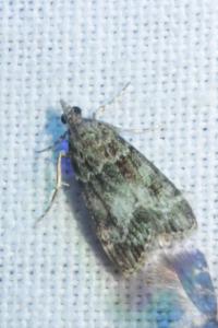 <i>Eudonia mercurella</i>