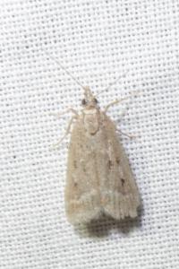 <i>Eudonia pallida</i>