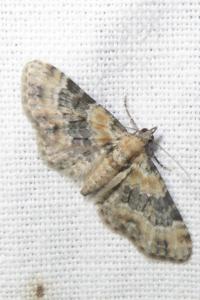 <i>Eupithecia linariata/pulchellata</i>