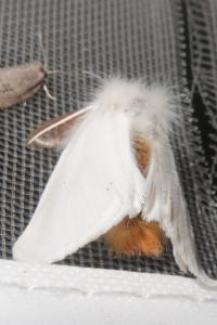<i>Euproctis chrysorrhoea</i>