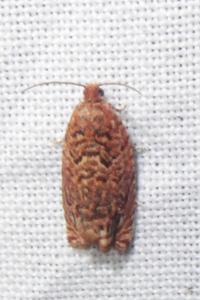 <i>Gypsonoma minutana</i>