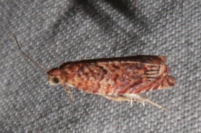 <i>Gypsonoma minutana</i>