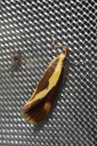 <i>Harpella forficella</i>