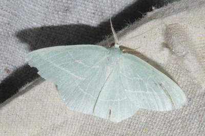 <i>Hemistola chrysoprasaria</i>