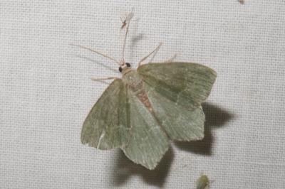 <i>Hemithea aestivaria</i>