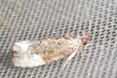 <i>Hedya nubiferana</i>