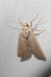 <i>Hoplodrina ambigua</i>