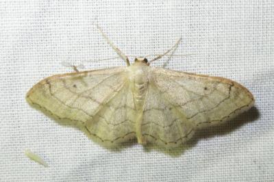 <i>Idaea aversata</i>