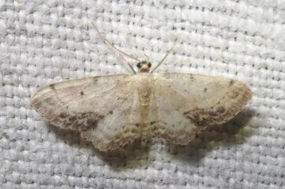 <i>Idaea dimidiata</i>