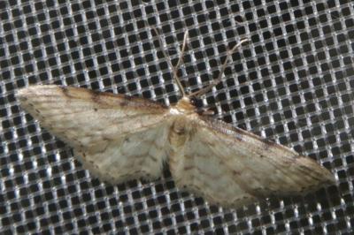 <i>Idaea fuscovenosa</i>