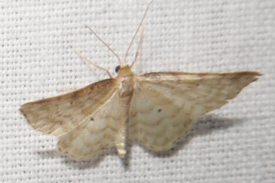 <i>Idaea fuscovenosa</i>