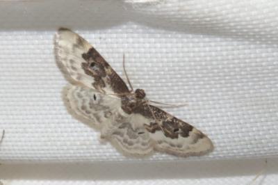 <i>Idaea rusticata</i>