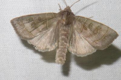 <i>Ipimorpha subtusa</i>