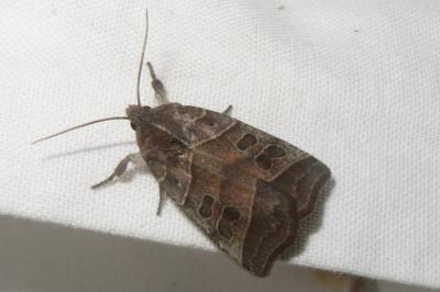 <i>Ipimorpha retusa</i>