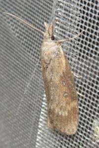 <i>Lamoria anella</i>