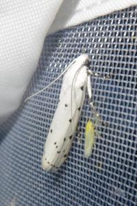 <i>Myelois circumvoluta</i>