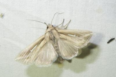 <i>Mythimna l-album</i>