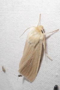<i>Mythimna pallens</i>