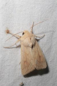 <i>Mythimna vitellina</i>