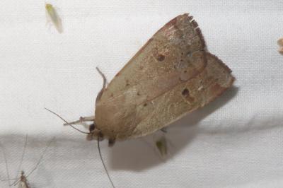 <i>Noctua comes</i>
