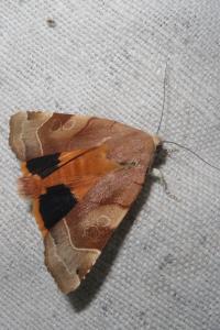 <i>Noctua fimbriata</i>