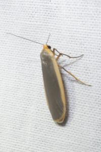 <i>Nyea lurideola</i>