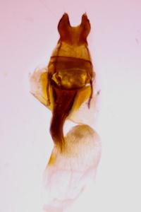 <i>Oligia latruncula</i>