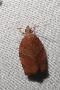 <i>Pandemis heparana</i>