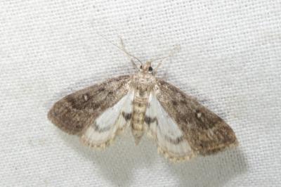 <i>Parapoynx stratiotata</i>