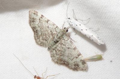 <i>Pasiphila rectangulata</i>