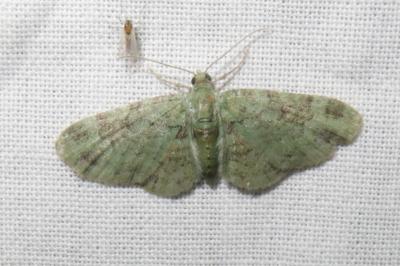 <i>Pasiphila rectangulata</i>