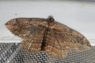 <i>Philereme transversata</i>
