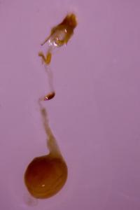 <i>Scoparia pyralella</i>