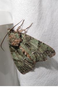 <i>Polyphaenis sericata</i>