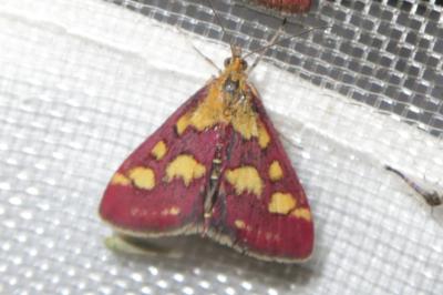 <i>Pyrausta purpuralis</i>