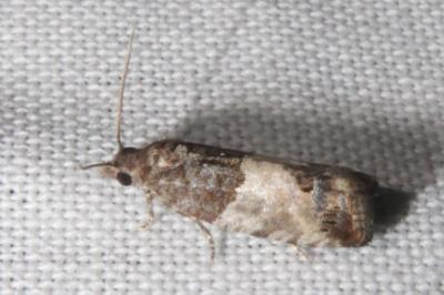 <i>Spilonota ocellana</i>