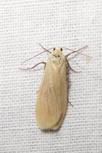 <i>Wittia sororcula</i>