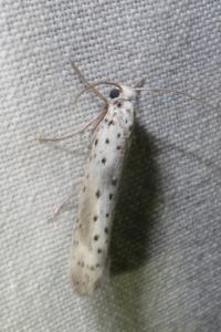 <i>Yponomeuta irrorella</i>