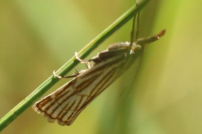 <i>Chrysocramboides craterellus</i>