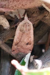 <i>Noctua pronuba</i>