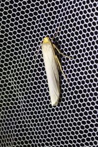 <i>Eilema caniola</i>