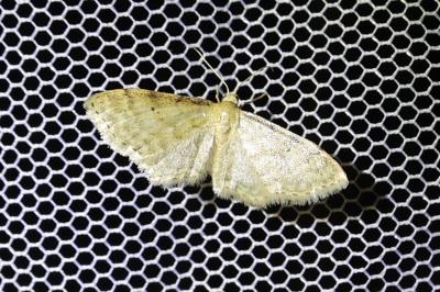 <i>Idaea fuscovenosa</i>