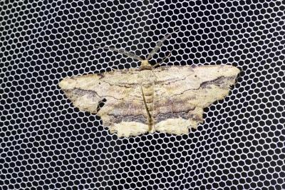 <i>Menophra abruptaria</i>