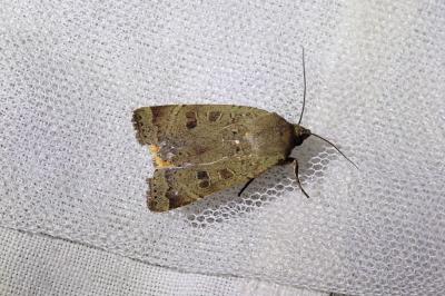 <i>Noctua comes</i>