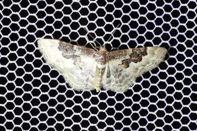 <i>Idaea rusticata</i>