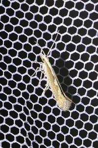 <i>Plutella xylostella</i>