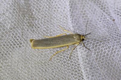 <i>Manulea complana</i>