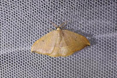 <i>Watsonalla uncinula</i>