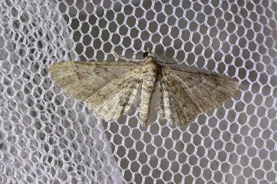 <i>Gymnoscelis rufifasciata</i>