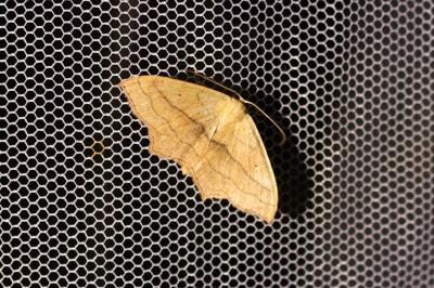 <i>Scopula imitaria</i>